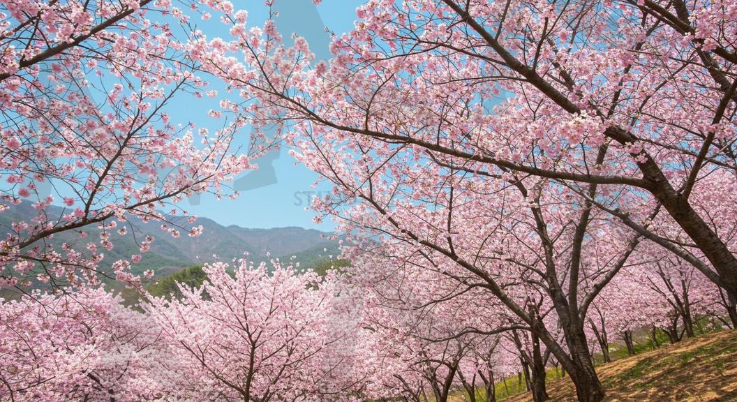 벚꽃풍경 | 경치, 자연, 한국, 벚꽃축제, 나무, 하늘, 꽃, 호수, 숲, 여름, 녹색, 단풍, 산, 봄, 잔디, 분홍색, 축제, 베경화면, 풍경화면, 아름다움, 절경, ai | 스탠바이 STANDBUY 디지털 콘텐츠