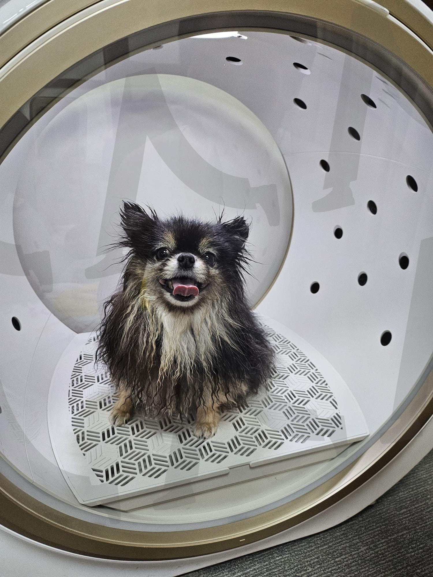 강아지 목욕 | 강아지, 목욕, 펫드라이룸, 산책, 애견펜션, 여행 | 스탠바이 STANDBUY 디지털 콘텐츠