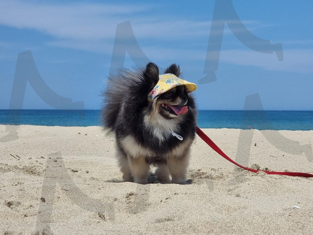 바다산책 나간 강아지 | 파도, 강아지, 바다, 모래, 여름, 산책, 행복 | 스탠바이 STANDBUY 디지털 콘텐츠