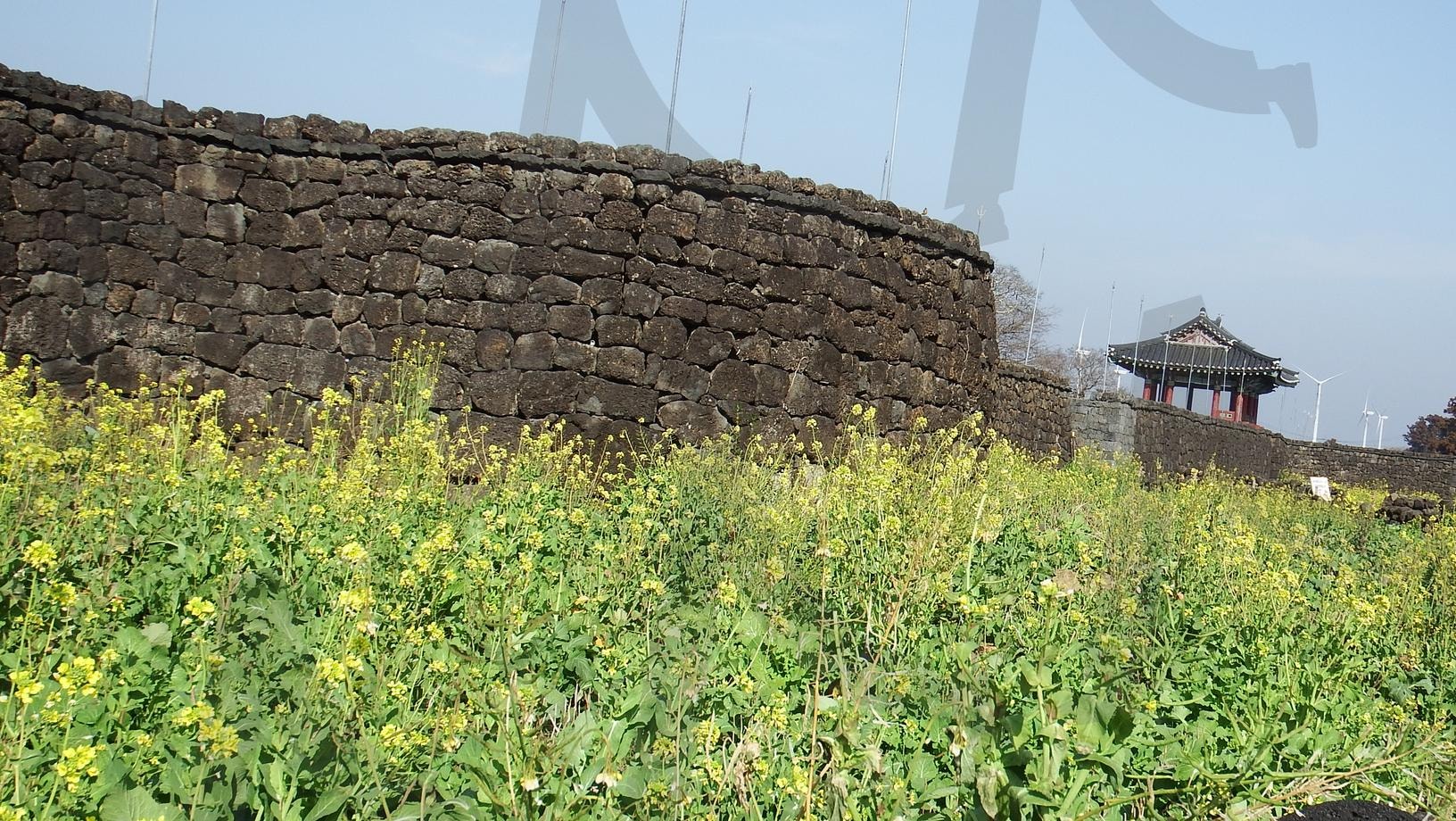 성곽 | 성곽, 성읍민속마을, 제주도성, 제주관광, 유채꽃 | 스탠바이 STANDBUY 디지털 콘텐츠