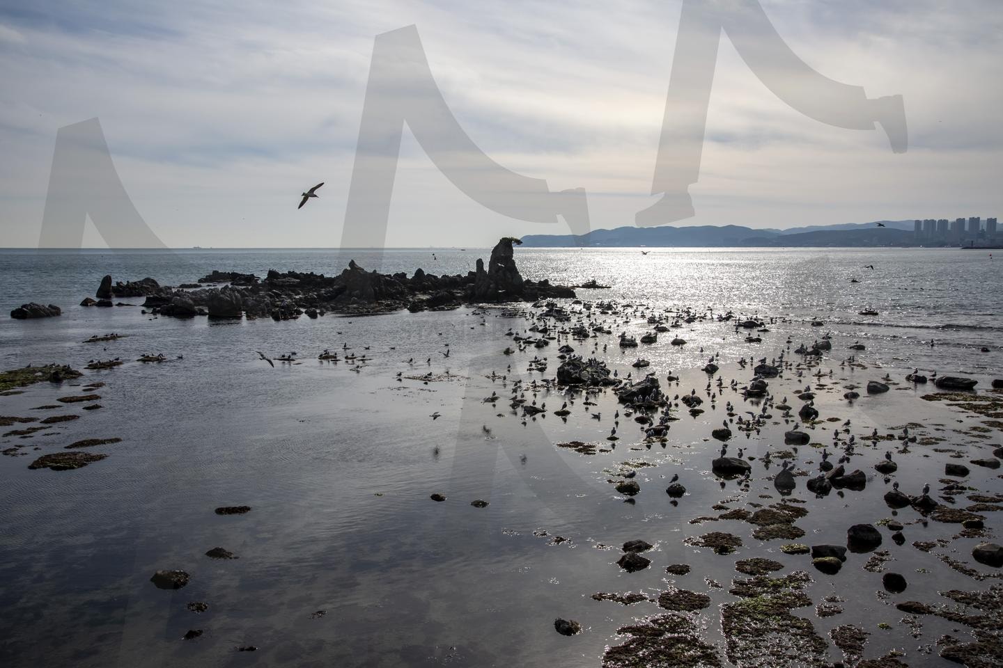 바닷가의 겨울 햇살과 갈매기들 | 겨울바다, 갈매기, 바위섬, 해안가, 은빛햇살, 자연풍경, 바다풍경, 해변, 수평선, 도시실루엣 | 스탠바이 STANDBUY 디지털 콘텐츠
