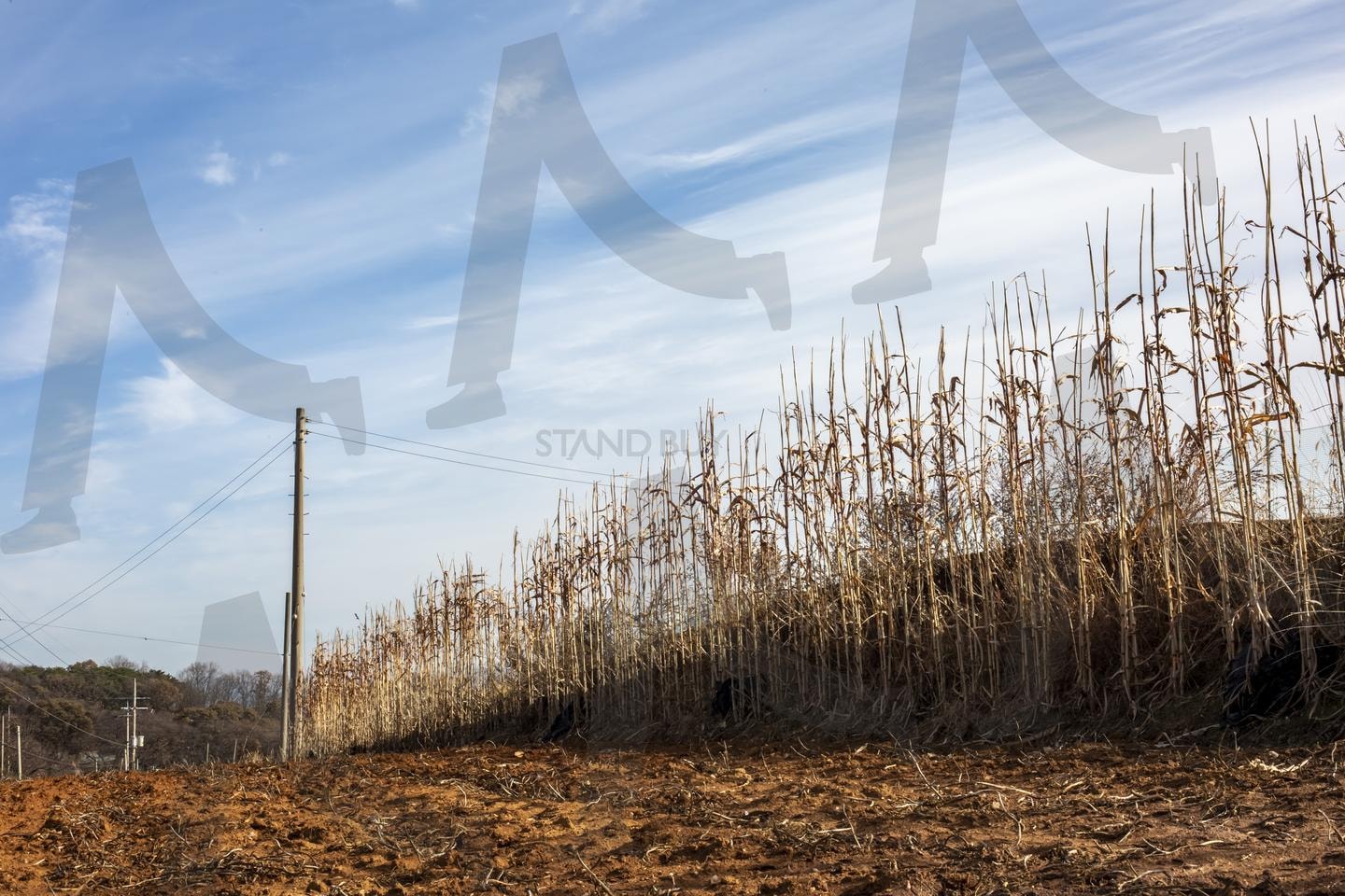 수확이 끝난 옥수수밭 | 가을걷이, 옥수수밭, 농촌풍경, 수확철, 농경지, 전신주, 가을하늘, 농업, 들녘, 농작물 | 스탠바이 STANDBUY 디지털 콘텐츠