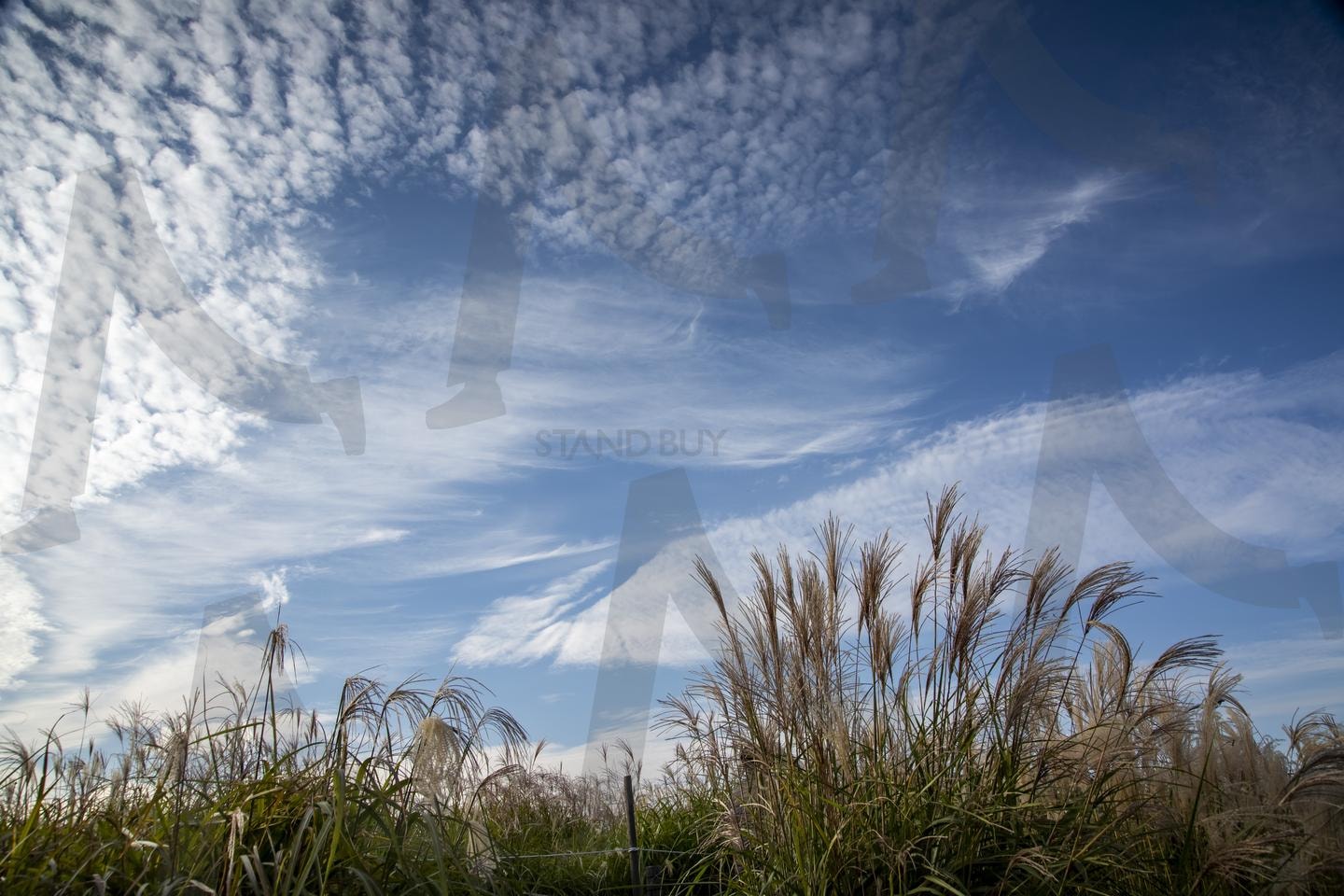 찰나의 가을하늘 | 억새풍경, 가을하늘, 양떼구름, 자연풍경, 로우앵글, 계절감, 구름풍경, 들꽃, 초원, 자연미 | 스탠바이 STANDBUY 디지털 콘텐츠