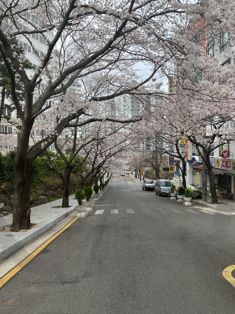 봄과 벚꽃나무(spring and cherry blossom trees) | 봄, 벚꽃나무, 도시, spring, cherry blossom, city | 스탠바이 STANDBUY 디지털 콘텐츠