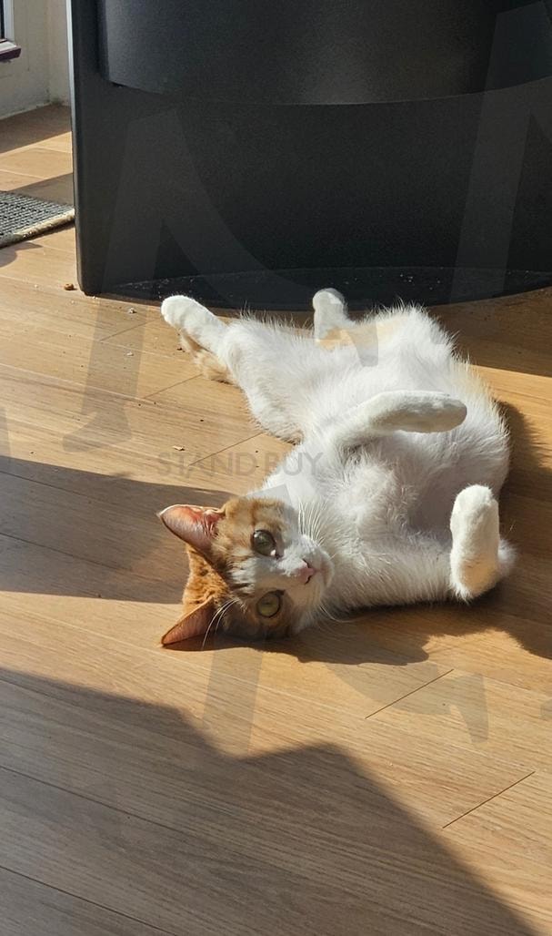 사진 찍는 집사를 발견한 고양이 | 고양이, 반려묘, 귀여운, 반려동물, 애완동물 | 스탠바이 STANDBUY 디지털 콘텐츠