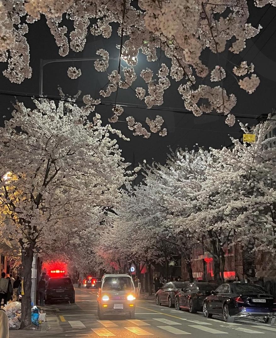 벚꽃 명소 | 벚꽃명소, 봄, 벚꽃, 서울벚꽃명소, cherry blossoms | 스탠바이 STANDBUY 디지털 콘텐츠