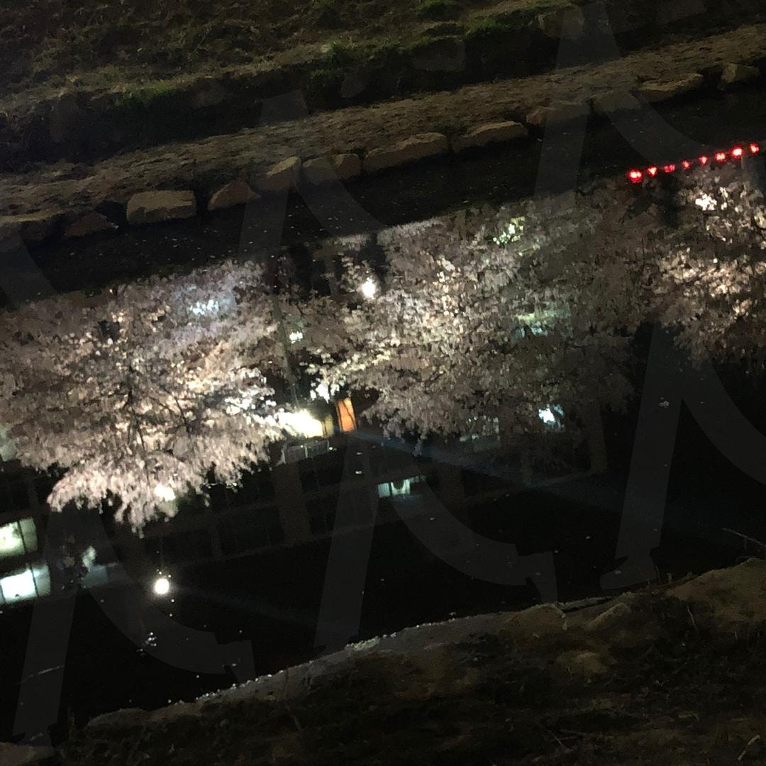 물에 비친 벚꽃나무 | 벚꽃나무, 벚꽃길, 서울벚꽃명소, 불광천길, 불광천벚꽃길 | 스탠바이 STANDBUY 디지털 콘텐츠