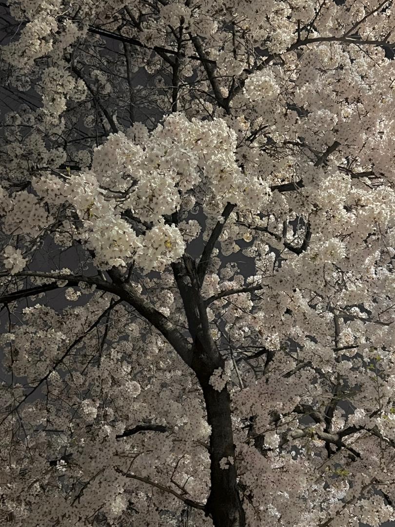 벚꽃 | cherry blossoms, 벚꽃, 벚꽃명소, 벚꽃데이트, 봄, spring | 스탠바이 STANDBUY 디지털 콘텐츠