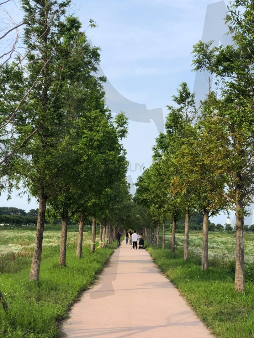 숲길 | 숲길, 산책길, Walk, 가로수길, 강릉 | 스탠바이 STANDBUY 디지털 콘텐츠