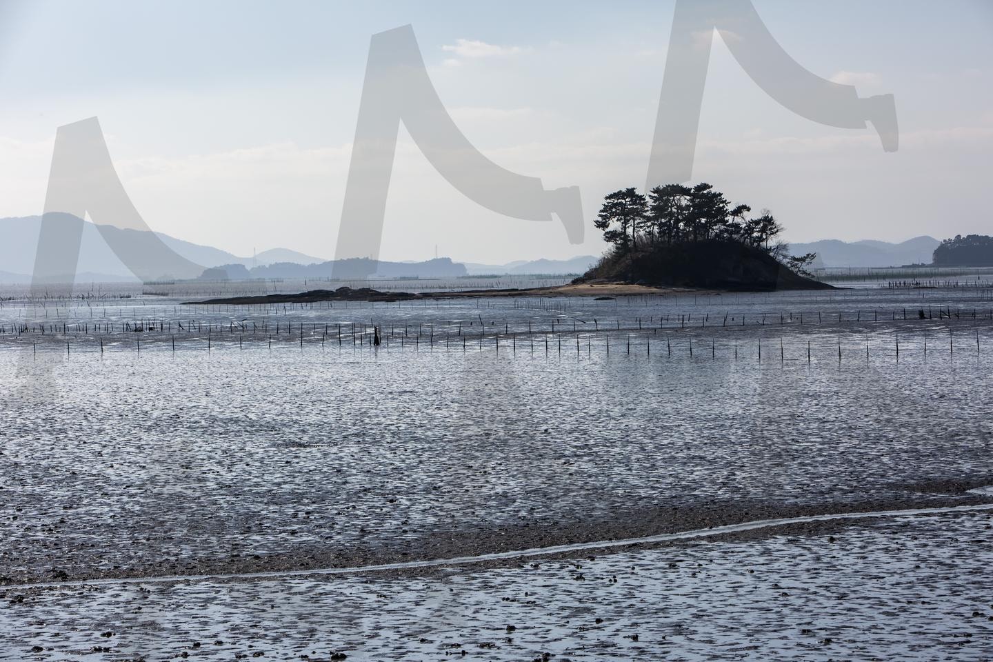 고요한 아침의 나라: 서해안 갯벌과 섬의 풍경 | 한국 갯벌, 서해안 풍경, 섬 소나무, 해안 양식장, 갯벌 말뚝, 어촌 풍경, 서해 안개, 바다 섬, 한국 해안, 전통 갯벌 문화 | 스탠바이 STANDBUY 디지털 콘텐츠