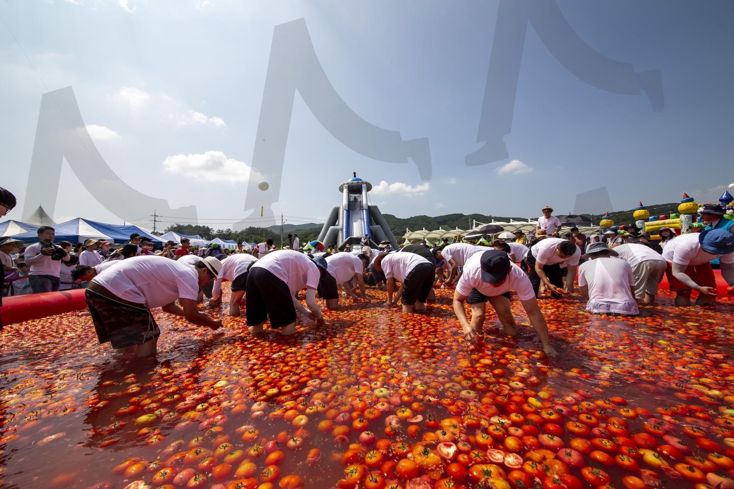 토마토 축제의 붉은 바다: 참가자들의 풍요로운 수확 경연 | 토마토 축제, 토마토 수확, 음식 축제, 야외 이벤트, 토마토 풀, 문화 행사, 여름 축제, 농산물 축제, 커뮤니티 행사, 전통 축제 | 스탠바이 STANDBUY 디지털 콘텐츠
