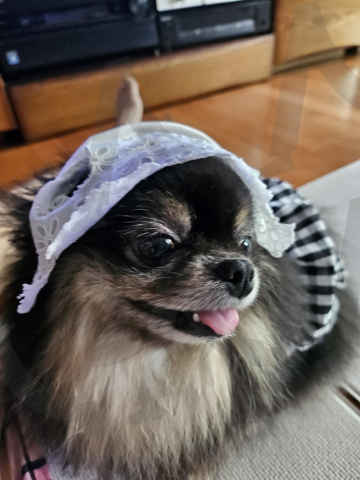 공주 블랙탄 포메라이언 | 강아지, 포메라이언, 모자, 공주, 귀요미, 사랑스러움 | 스탠바이 STANDBUY 디지털 콘텐츠