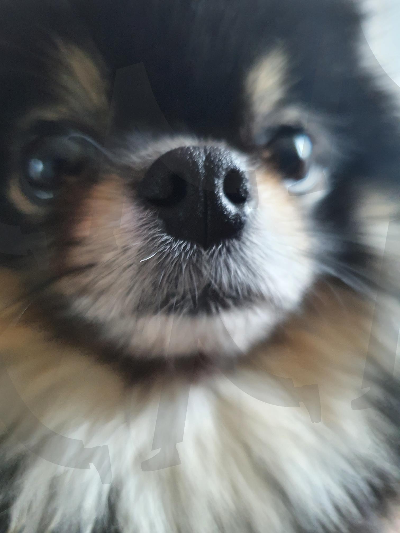 강아지 | 얼굴, 강아지, 귀요미, 포메라이언, 코, 주둥이 | 스탠바이 STANDBUY 디지털 콘텐츠