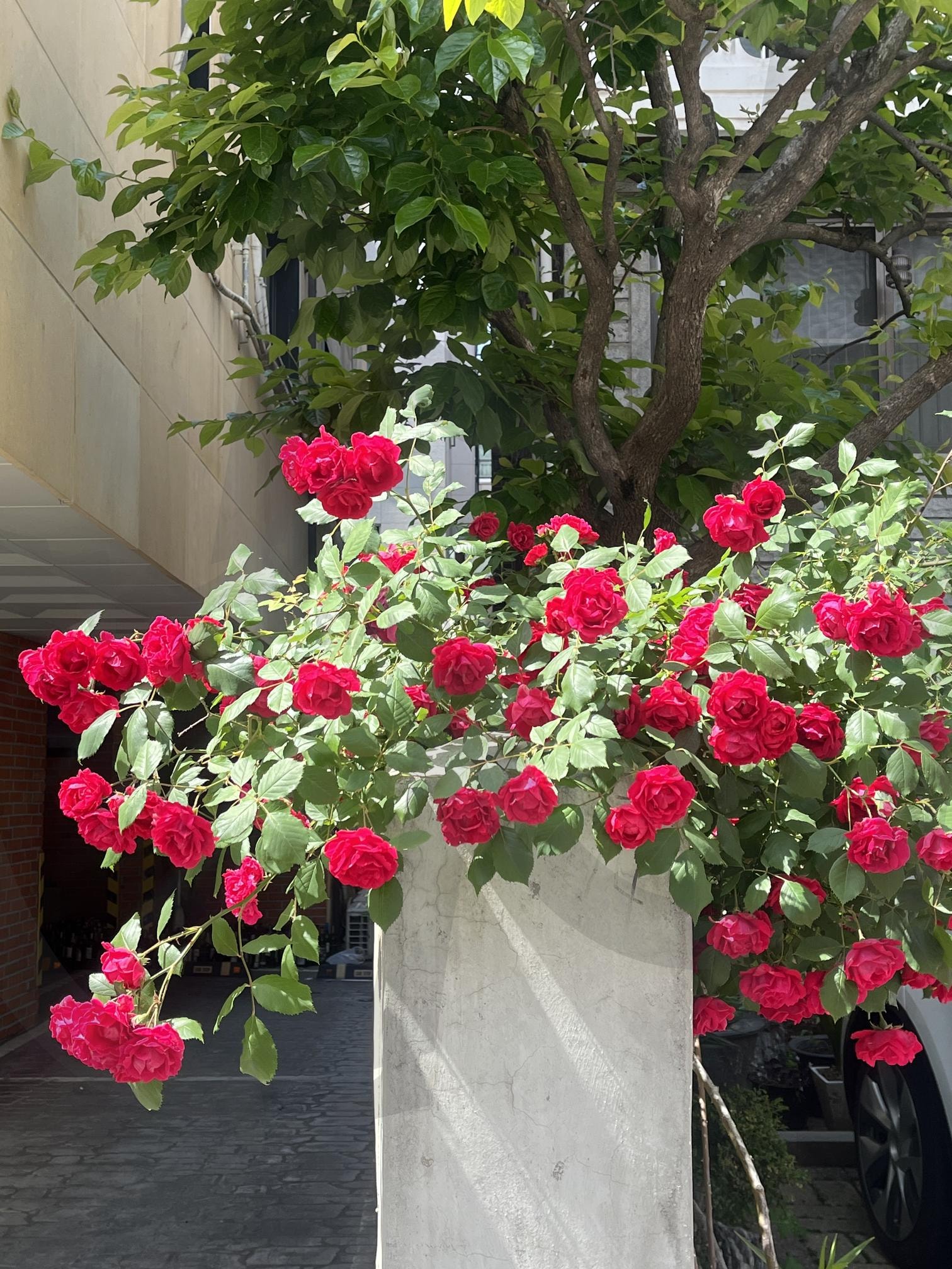 서울 송파구 골목길 장미 | 장미꽃, 골목길, 서울송파구, 송파구, 골목길사진, 햇살, 봄, 봄사진, 장미사진, 장미, 담, 담벼락, 장미꽃담벼락, 5월 | 스탠바이 STANDBUY 디지털 콘텐츠