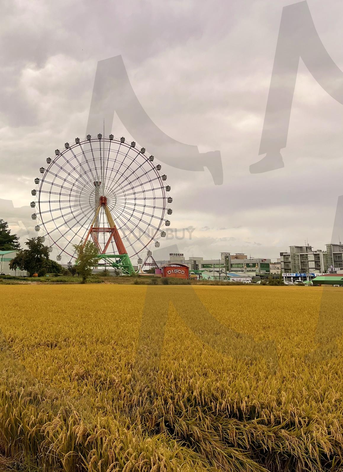충청남도 당진 삽교호 놀이동산 | 당진, 당진여행, 충남여행, 충남, 충남놀이동산, 놀이동산, 삽교호, 삽교호놀이동산, 벼, 가을, 가을벼, 삽교천, 서해, 서해여행, 충청남도 | 스탠바이 STANDBUY 디지털 콘텐츠