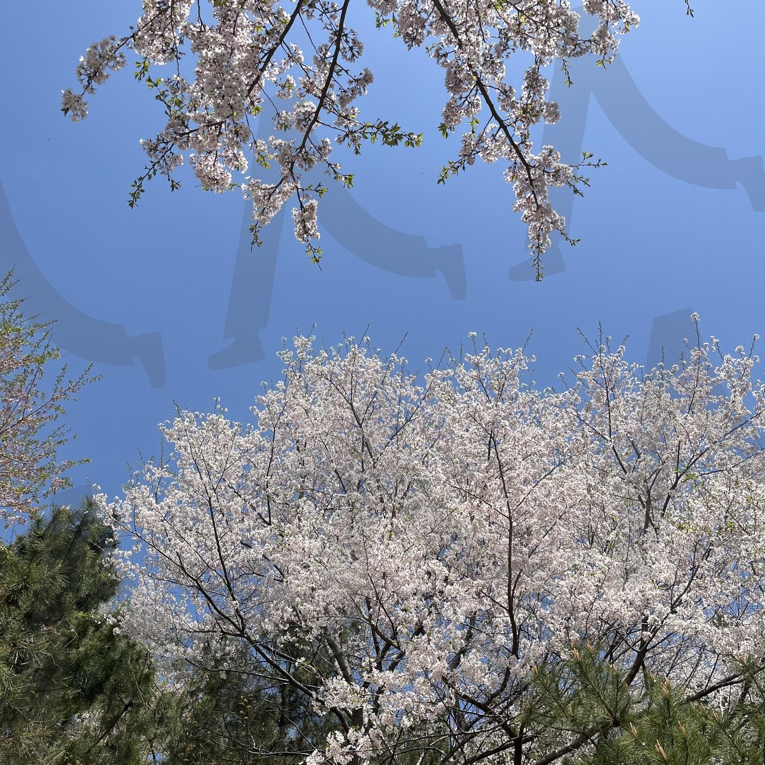 강원도 낙산사 봄 벚꽃나무 | 벚꽃, 강원도, 강원도여행, 봄여행, 봄사진, 벚꽃사진, 봄나무, 낙산사, 낙산사사진, 템플스테이, 강원도낙산사, 강원도봄, 배경, 배경이미지, 바탕 | 스탠바이 STANDBUY 디지털 콘텐츠