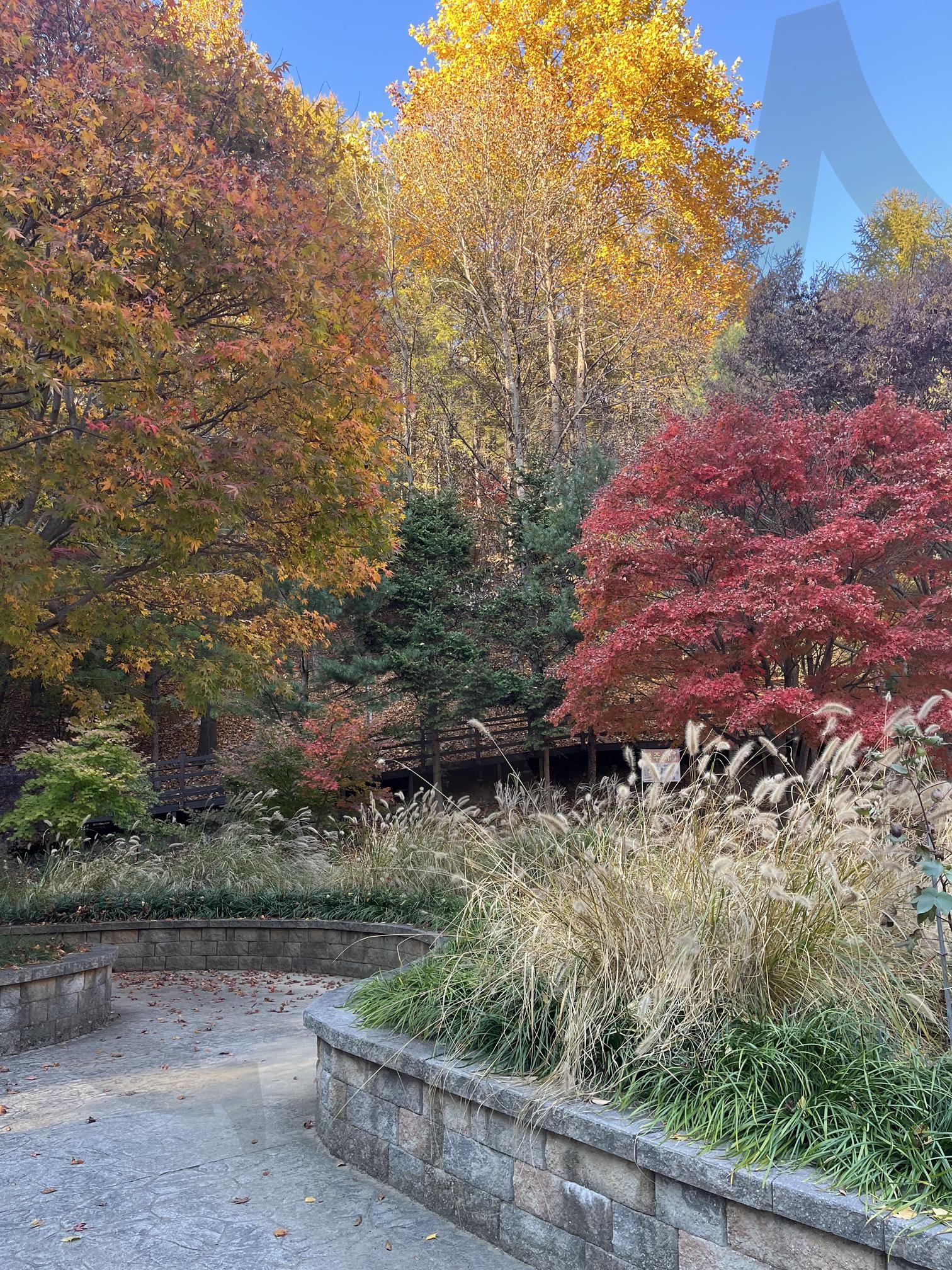 충청도 봉학골 산림욕장 가을사진 | 봉학골산림욕장, 충청도여행, 충청도, 충청도가을, 가을사진, 단풍, 가을, 단풍나무, 은행, 갈대, 가을배경, 충남여행, 충남도, 충남봉학골, 산림욕장 | 스탠바이 STANDBUY 디지털 콘텐츠