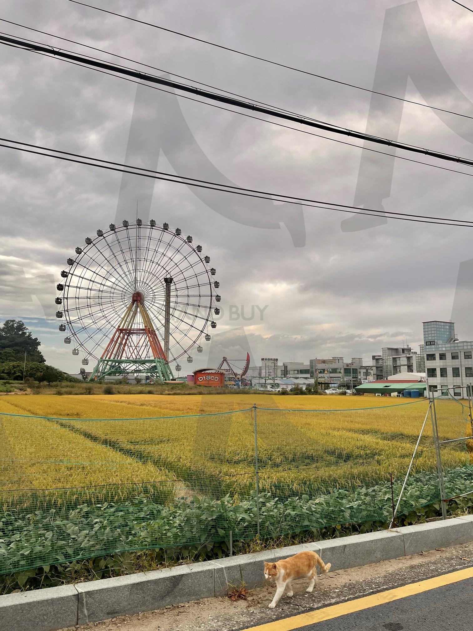 충청남도 당진 삽교호 놀이동산 | 삽교호, 당진, 서해, 삽교천, 삽교호놀이동산, 충남여행, 충남데이트, 충남가족여행, 충남놀이동산, 충청도놀이농산, 충청도, 충청도여행, 가을, 논밭, 논, 추수, 가을풍경, 배경, 고양이, 길냥이, 치즈냥, 냥, 고양이사진, 길냥이사진, 치즈냥이, 냥집사 | 스탠바이 STANDBUY 디지털 콘텐츠