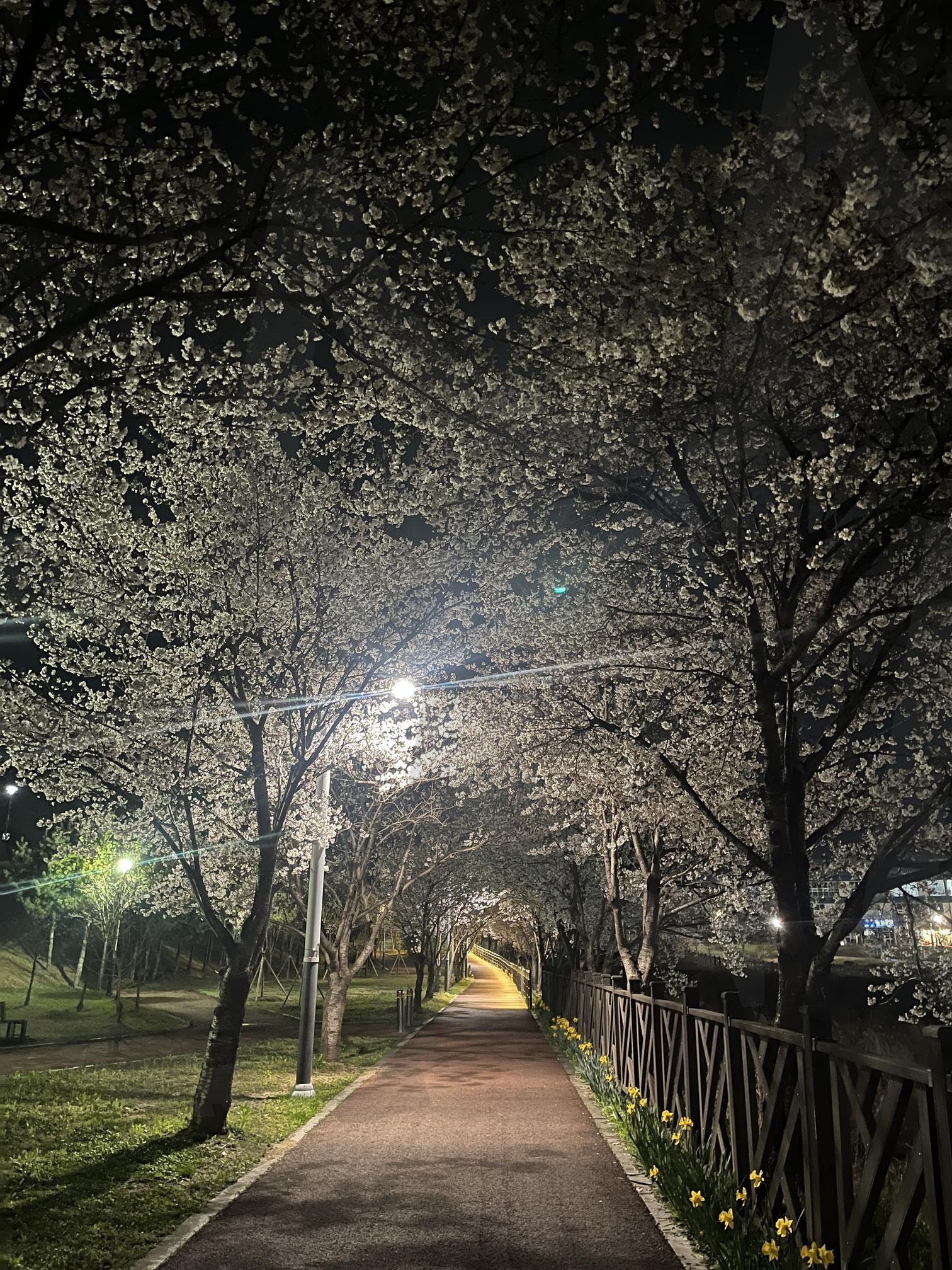충청북도 벚꽃터널 | 벚꽃, 벚꽃사진, 충청북도, 벚꽃터널, 봄, 봄꽃, 꽃, 피크닉, 봄사진, 봄배경, 폰배경, 배경이미지, 바탕, 벚꽃배경화면, 봄밤, 밤공원, 공원, 공원벚꽃, 벚꽃축제, 벚꽃놀이, 충북, 충북진천, 진천, 음성 | 스탠바이 STANDBUY 디지털 콘텐츠