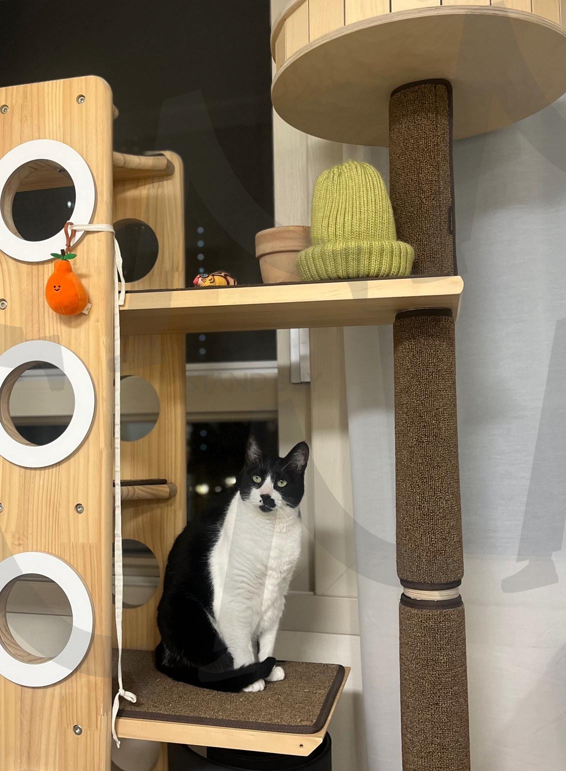 젖소냥이 | 젖소고양이, 젖소냥이, 냥집사, 냥냥, 냥이, 고양이사진, 고양이, 냥냥펀치, 고양이꼬리, 냥이사진, 냥사진, 야옹이, 미묘, 얼룩냥이, 얼룩냥 | 스탠바이 STANDBUY 디지털 콘텐츠