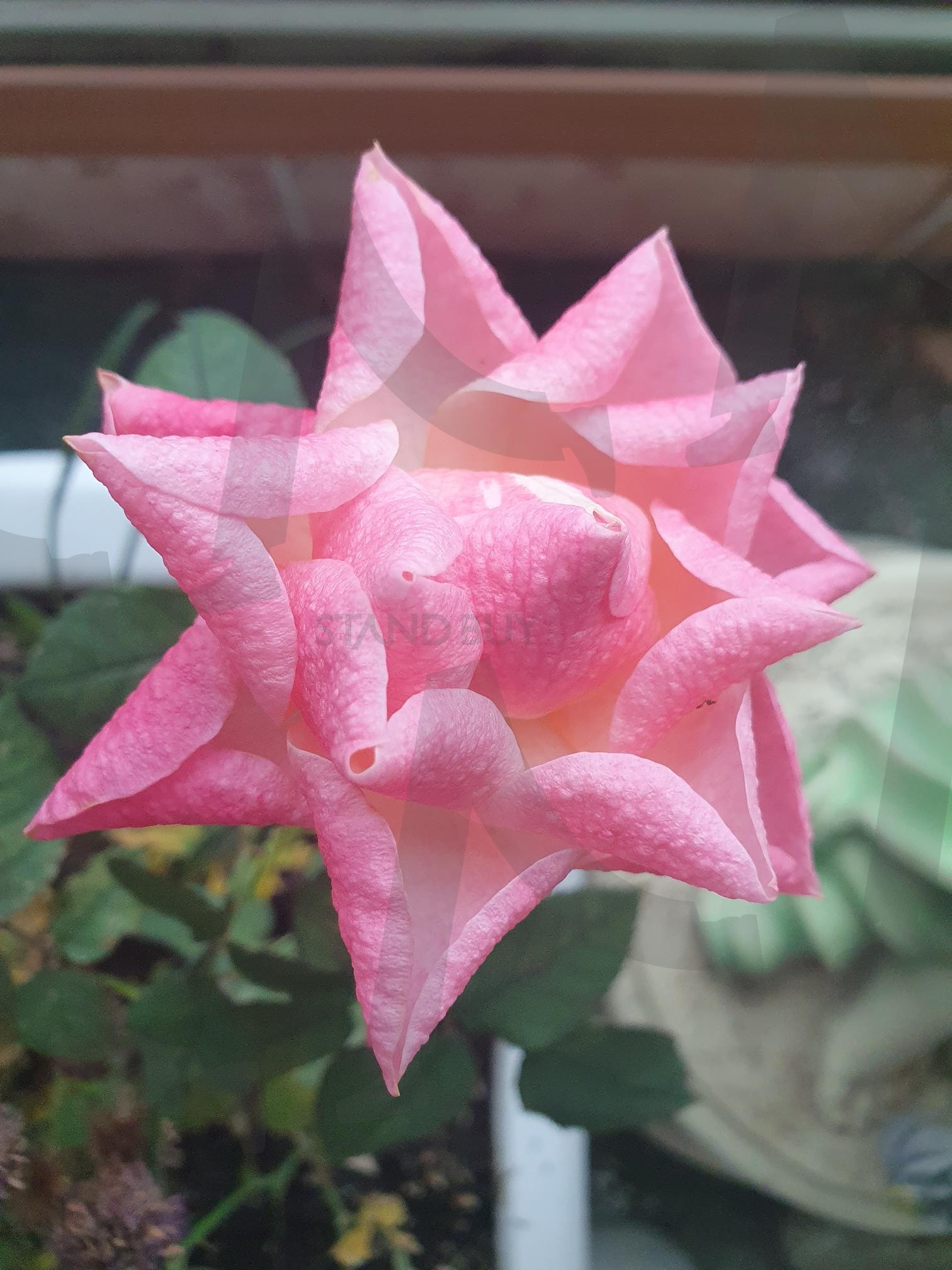 장미 | 장미, 꽃, 베란다, 햇빛, 분홍색, 한송이, 아파트 | 스탠바이 STANDBUY 디지털 콘텐츠