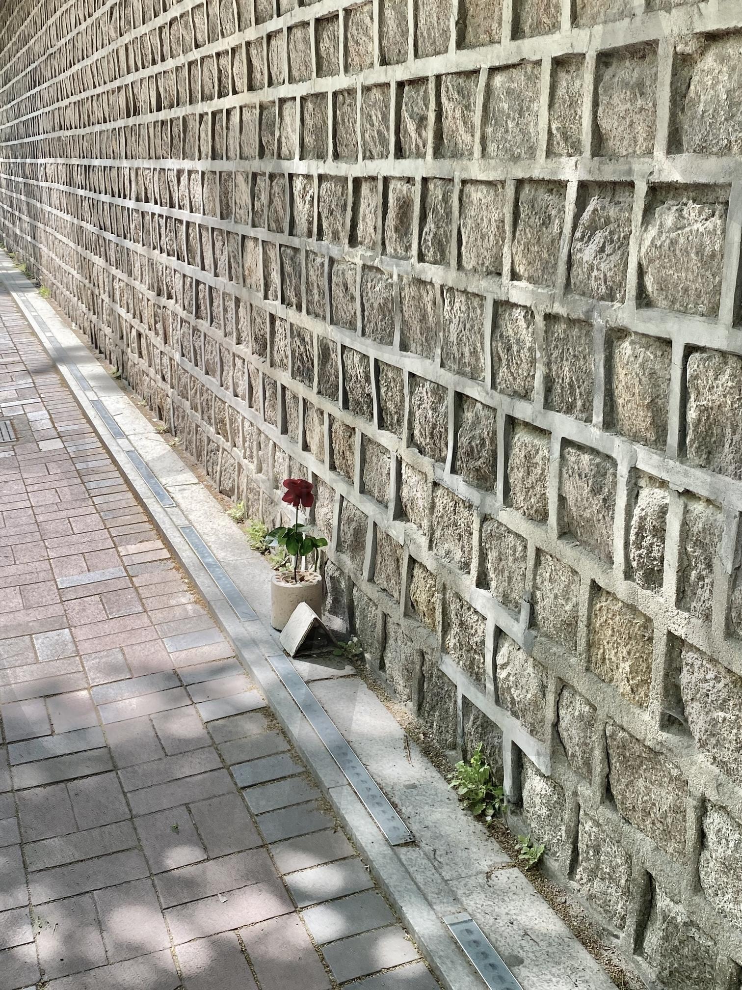 서울 경복궁 돌담길 | 돌담길, 서울, 덕수궁, 궁궐, 덕수궁돌담길, 서울시청, 서울시, 담벼락, 담, 장미, 장미사진, 배경 | 스탠바이 STANDBUY 디지털 콘텐츠