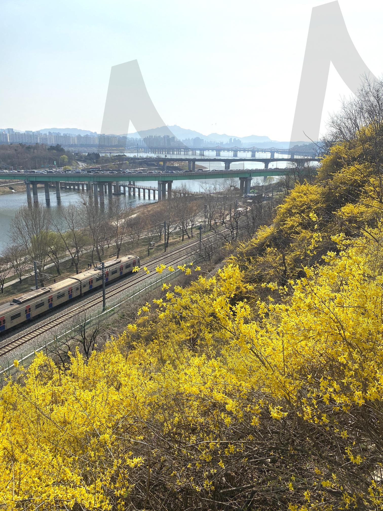 서울 성동구 응봉산 개나리 | 개나리, 봄꽃, 응봉산, 서울성동구, 성동구, 팔각정, 응봉산개나리, 개나리만개, 봄개나리, 야경명소, 서울한강명소, 서울한강뷰, 한강명소, 응봉 | 스탠바이 STANDBUY 디지털 콘텐츠