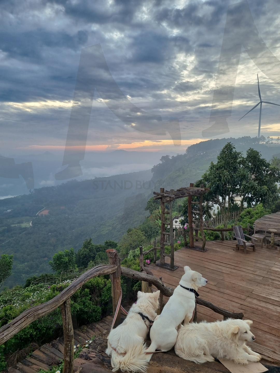 베트남 | 구름, 베트남, 달랏, 강아지, 지개, 개여행, 자연, 베트남여행, 힐링 | 스탠바이 STANDBUY 디지털 콘텐츠