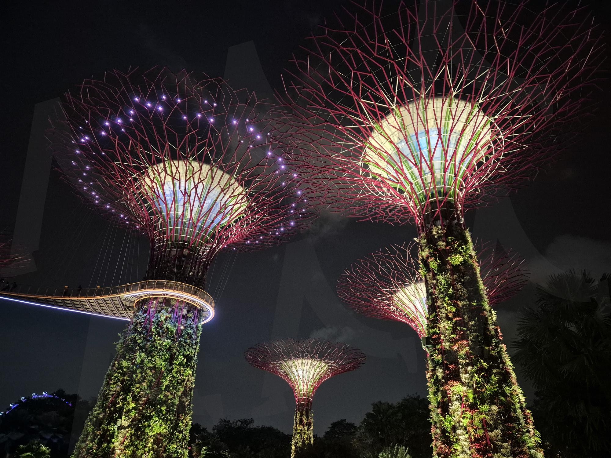 GARDENS BY THE BAY | 싱가포르, 가든스바이더베이, Singapore, gardensbythebay, 여행, 나무, 숲, 야경, 불빛, 조명 | 스탠바이 STANDBUY 디지털 콘텐츠