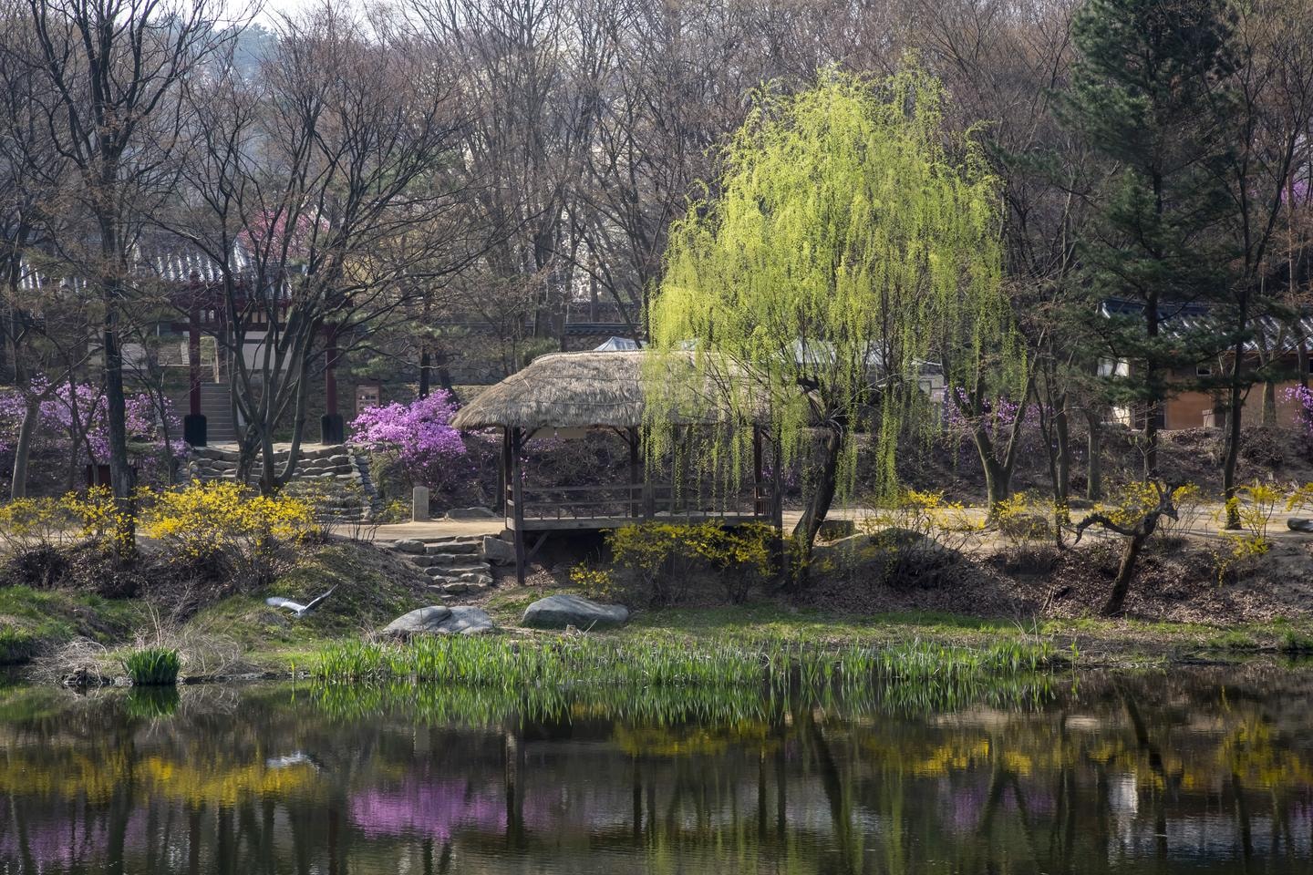 봄빛 담은 연못가의 정자 | 한국정원, 봄풍경, 연못정자, 진달래꽃, 버드나무, 개나리, 전통정원, 초가정자, 수면반영, 봄꽃풍경 | 스탠바이 STANDBUY 디지털 콘텐츠