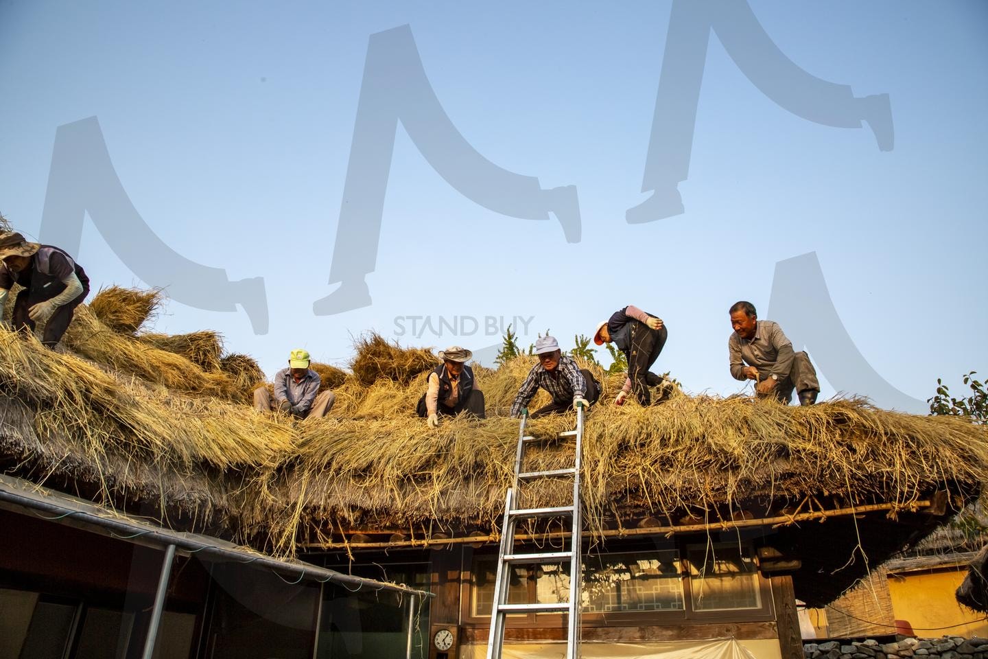 마을 공동체의 정성, 초가지붕 이엉 얹기 | 초가집, 이엉얹기, 전통가옥, 마을공동체, 협동작업, 전통문화, 초가지붕, 농촌문화, 민속문화, 한국전통 | 스탠바이 STANDBUY 디지털 콘텐츠