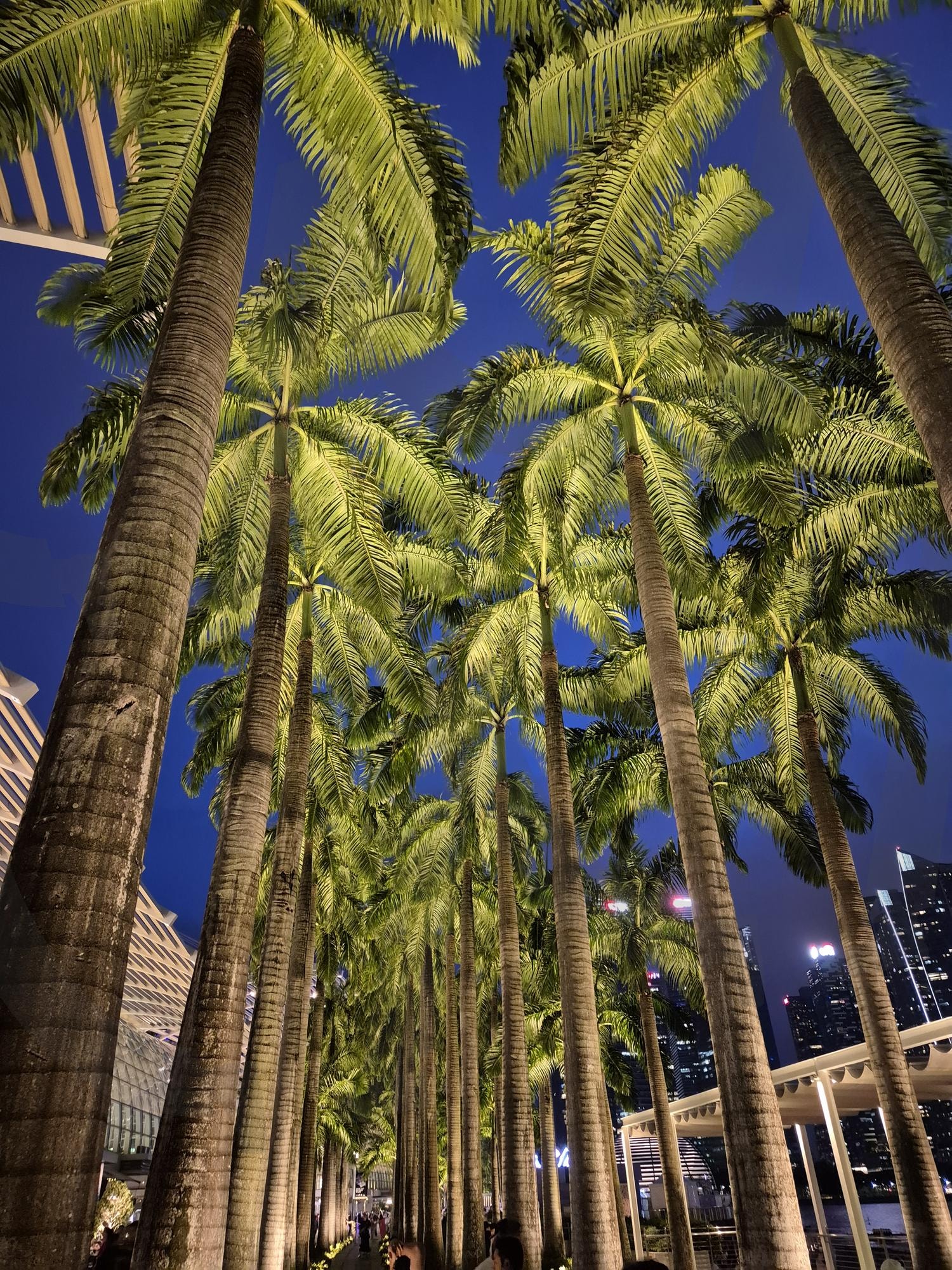 야자수 길 | 야자수, 길, 거리, 나무, 휴가, 여행, 이국적, 이색적, 편안, 힐링 | 스탠바이 STANDBUY 디지털 콘텐츠