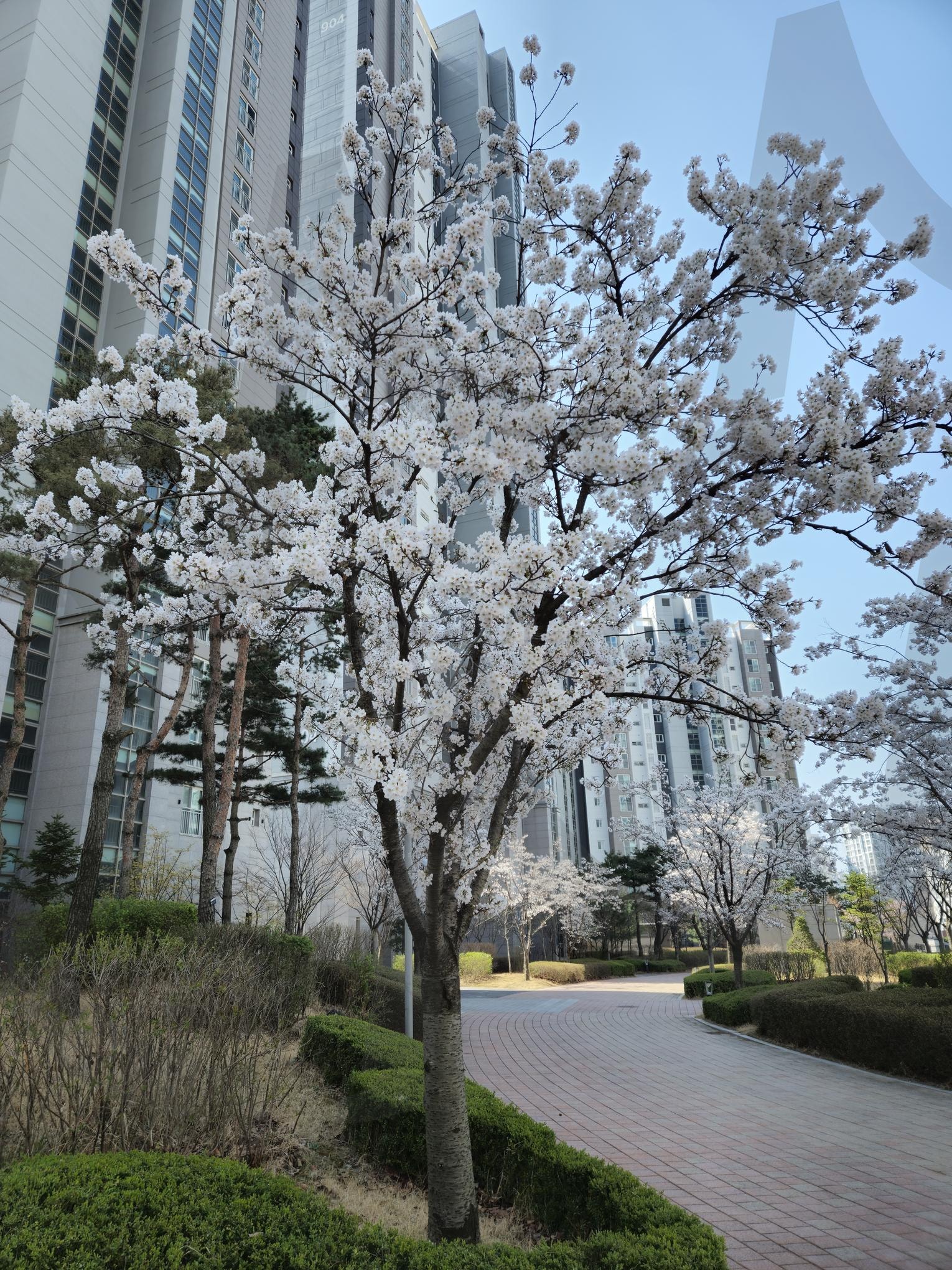 봄 사랑 벚꽃 | 아이유, 봄, 벚꽃, 사랑, 봄바람 | 스탠바이 STANDBUY 디지털 콘텐츠