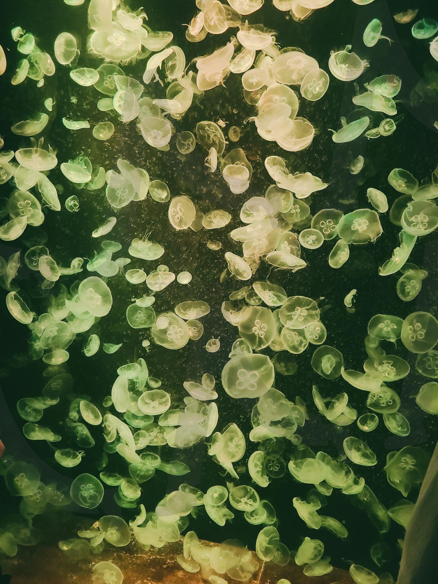 해파리 | 아쿠아리움, 해파리, 바다, 바닷가, 어류 | 스탠바이 STANDBUY 디지털 콘텐츠