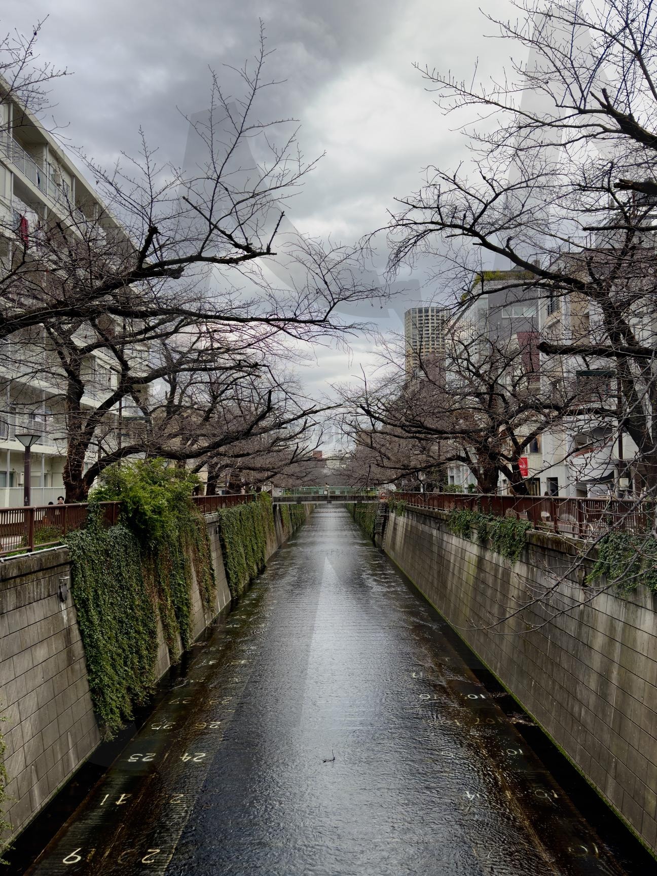 메구로강을 따라 걷는 길, 평화로운 순간 | 메구로강, 나카메구로, 도쿄, 강, 나무, 강가, 감성사진, 감성, 일상, 일상사진, 일본, 일본사진, 여행, 여행사진, Japan, Tokyo, 풍경, 풍경사진 | 스탠바이 STANDBUY 디지털 콘텐츠
