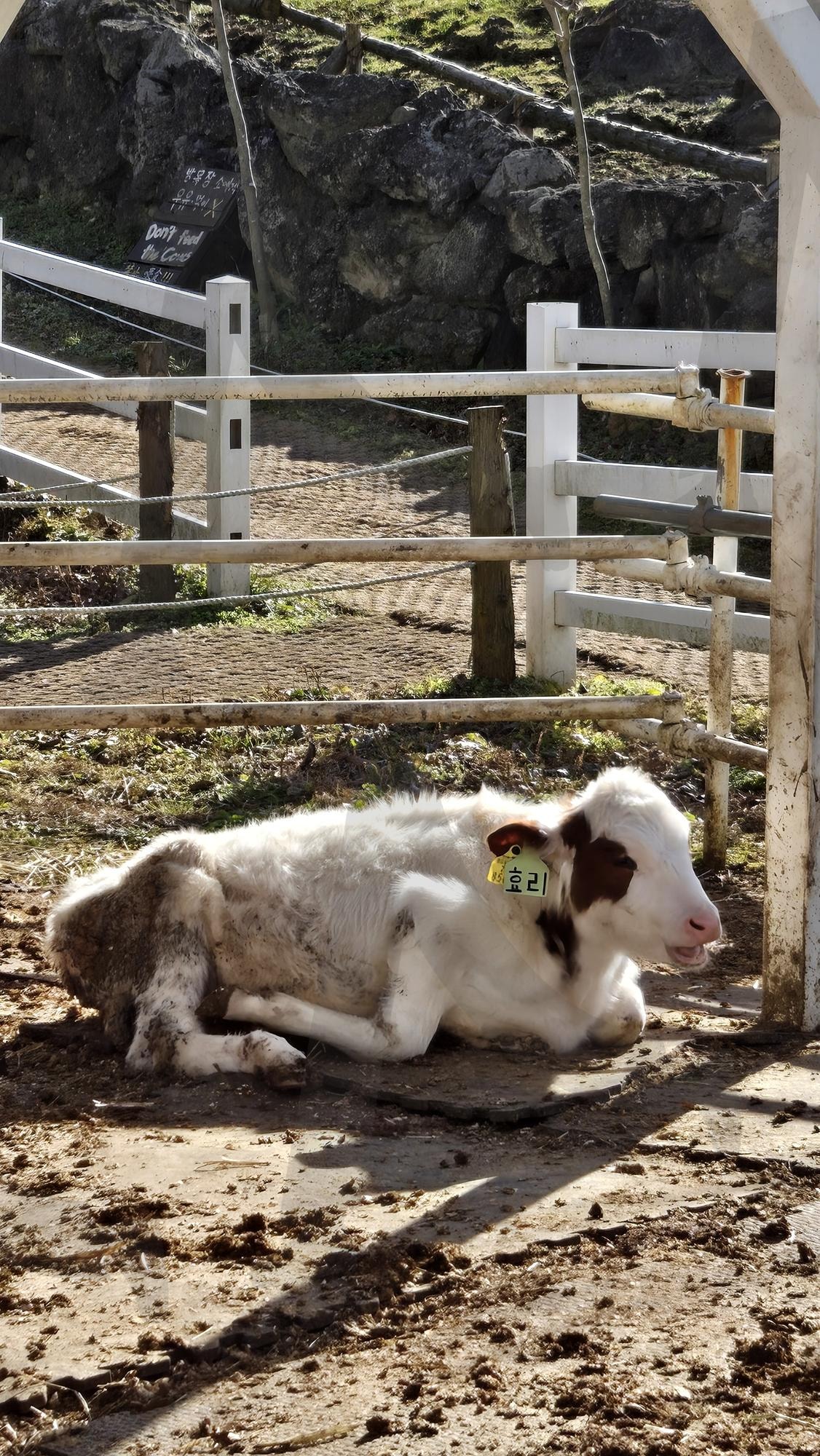 시멘탈 젖소 | 시멘탈, 갈색젖소, 얼룩젖소, 얼룩, 소, 동물, 농장, 보리 | 스탠바이 STANDBUY 디지털 콘텐츠