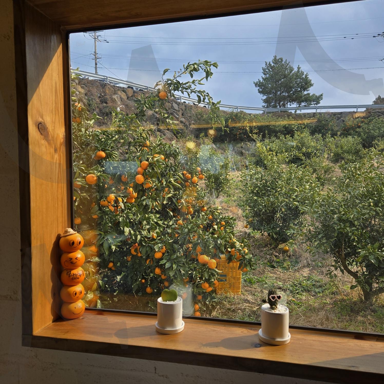 제주 감귤 체험 카페 창문 | 귤, 창문, 오렌지, 따뜻한, 감성, 따스한 | 스탠바이 STANDBUY 디지털 콘텐츠