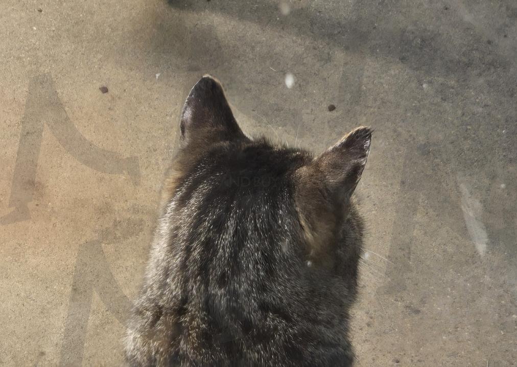 갈색 고양이 뒤통수 | 고양이, 갈색고양이, 갈색, 줄무늬고양이, 냥이 | 스탠바이 STANDBUY 디지털 콘텐츠