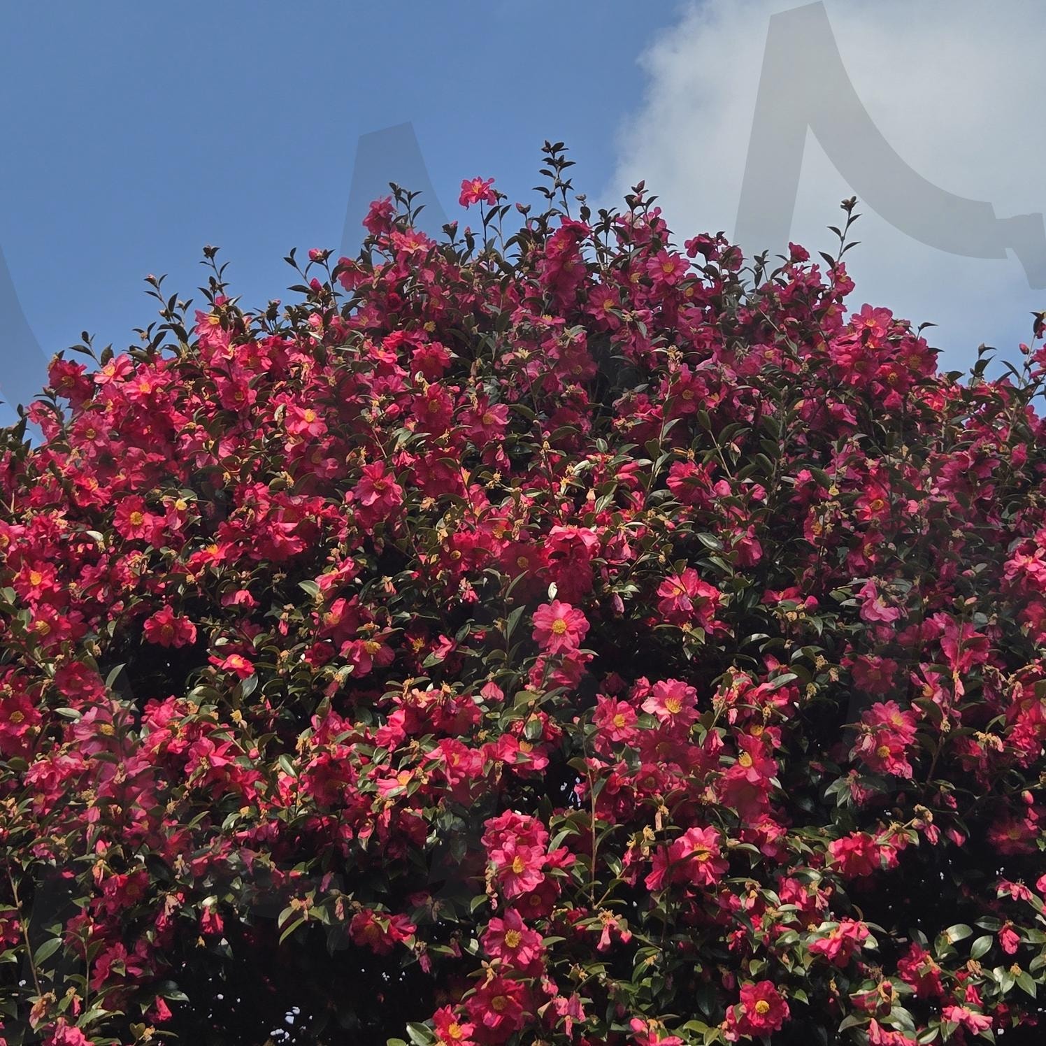 만개한 동백꽃나무 | 만개, 동백꽃, 빨간꽃, 꽃, 나무, 동백나무, 동백 | 스탠바이 STANDBUY 디지털 콘텐츠