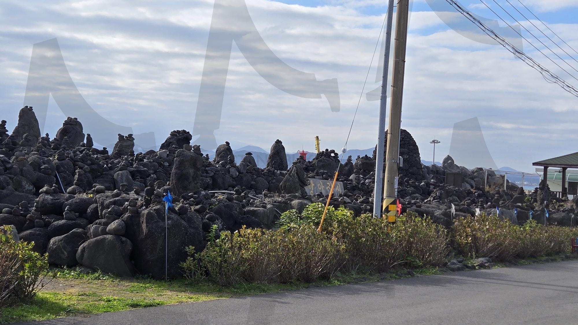 제주 풀 | 풀, 거리, 자연친화, 자연, 풍경, 제주도, 제주풍경, 나무 | 스탠바이 STANDBUY 디지털 콘텐츠