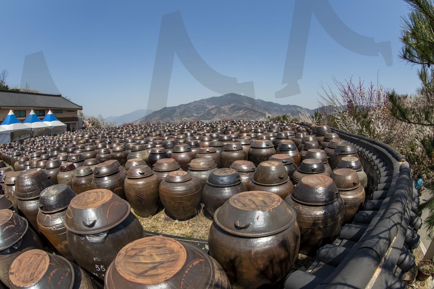 봄날의 장관: 매화마을 장독대 풍경 | 광양매화마을, 장독대, 전통장류, 발효음식, 전통문화, 남도여행, 광양여행, 전통식문화, 장담그기, 문화유산 | 스탠바이 STANDBUY 디지털 콘텐츠