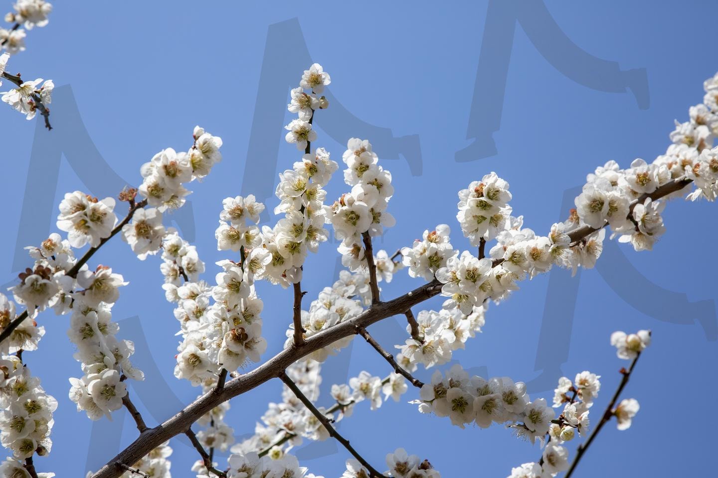 매화, 봄을 알리는 하얀 전령사 | 매화, 봄꽃, 하얀매화, 봄풍경, 꽃사진, 매화축제, 봄나들이, 자연풍경, 꽃구경, 매화명소, 매화마을, 전남광양 | 스탠바이 STANDBUY 디지털 콘텐츠