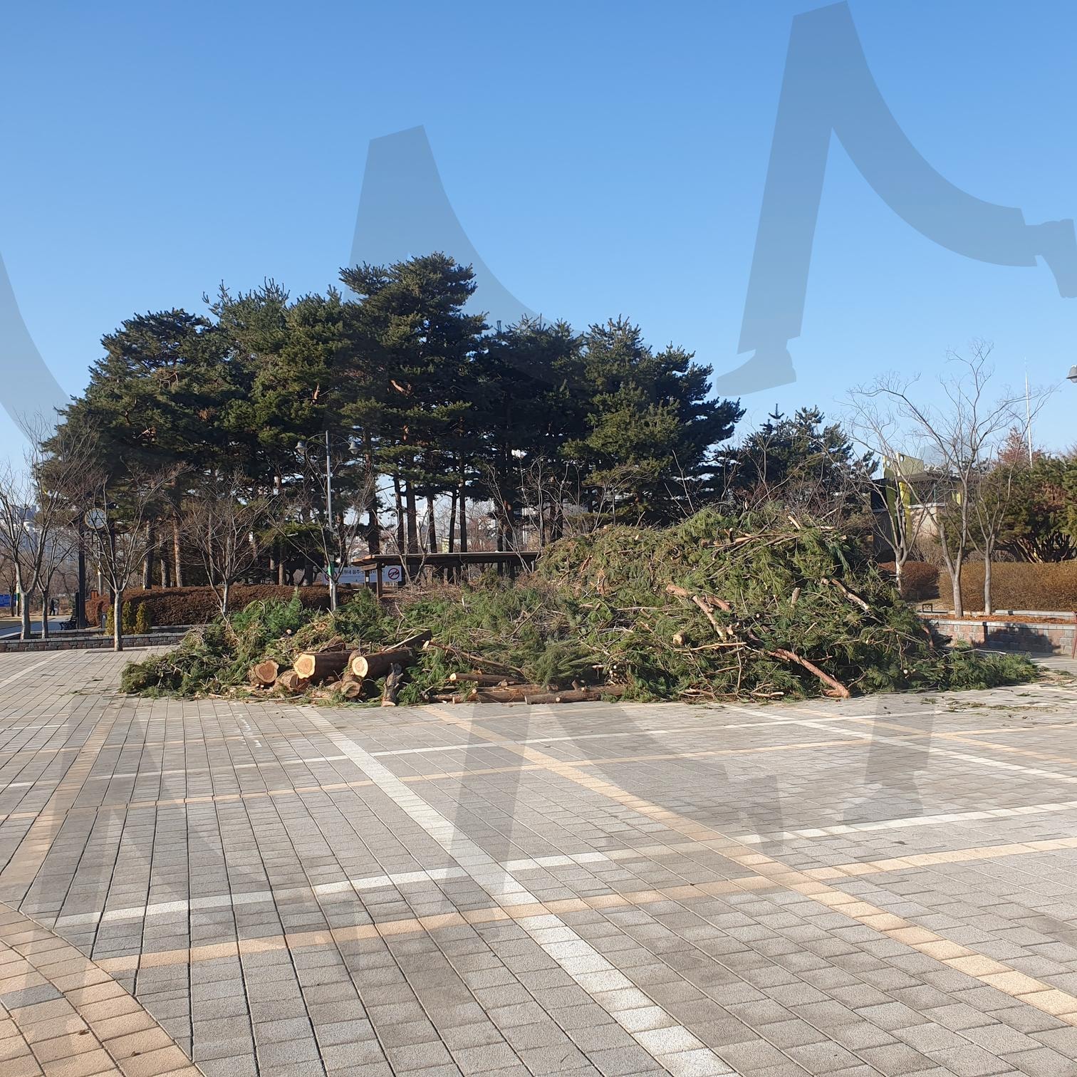겨울 폭설의 상흔: 만석공원의 쓰러진 거목들 | 만석공원, 수원, 습설피해, 폭설피해, 소나무가지, 공원관리, 자연재해, 겨울피해, 나무피해, 도시공원 | 스탠바이 STANDBUY 디지털 콘텐츠