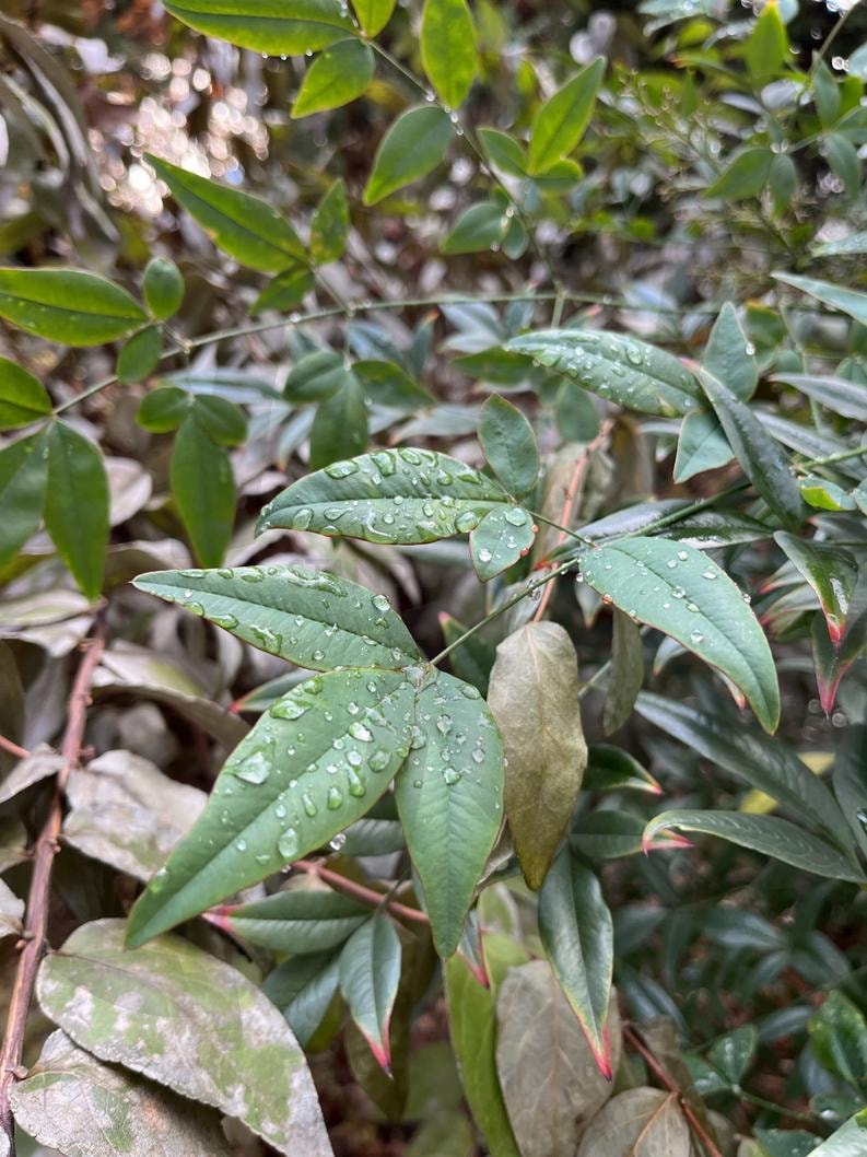 이슬 맺힌 나뭇잎 | 이슬, 나뭇잎, 초록, 풀, 배경화면, 스마트폰배경화면, 노트북배경화면 | 스탠바이 STANDBUY 디지털 콘텐츠