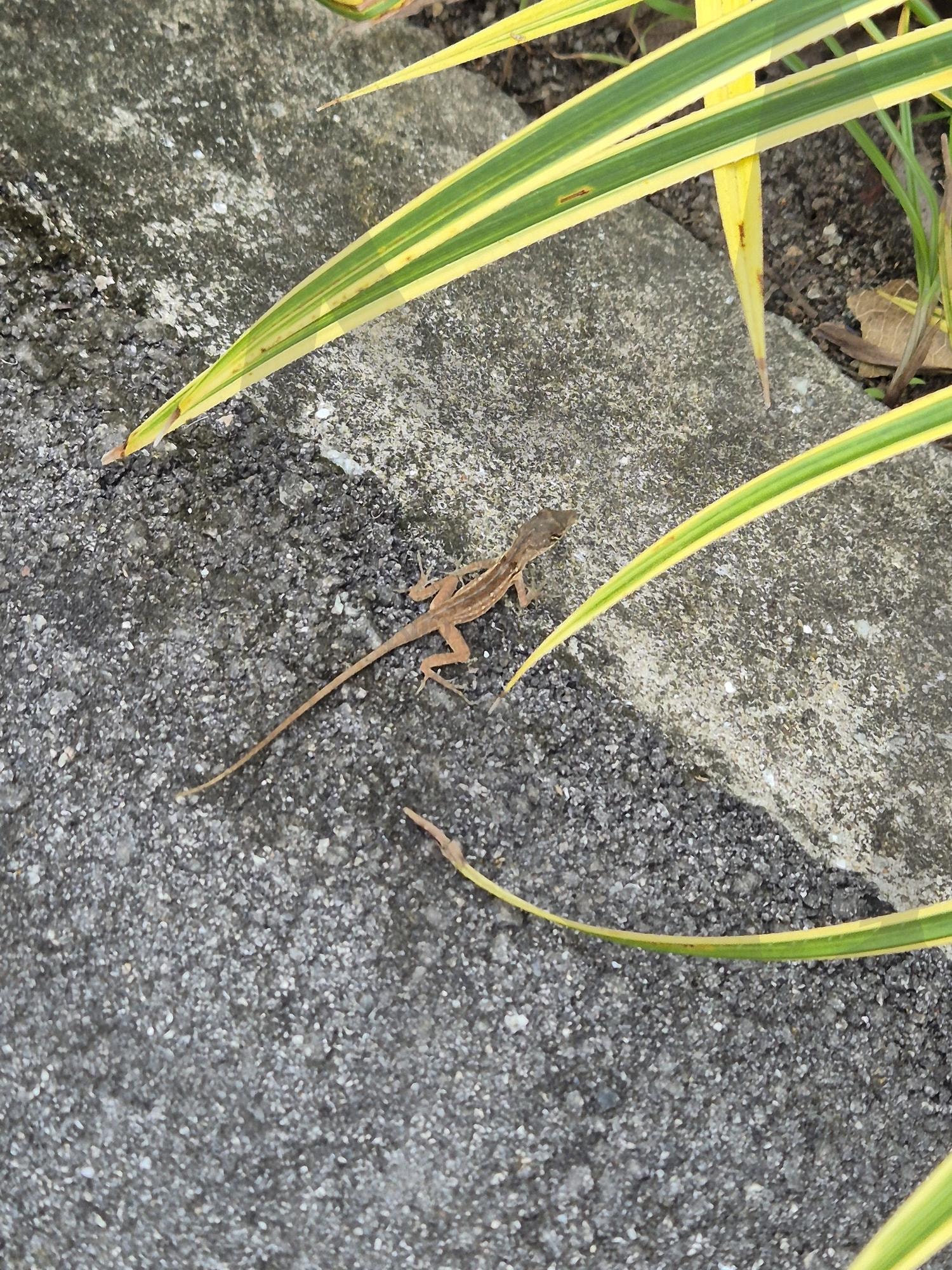 도마뱀 | 도마뱀, 동물, 파충류, 공원, 자연, 휴가, 여행 | 스탠바이 STANDBUY 디지털 콘텐츠