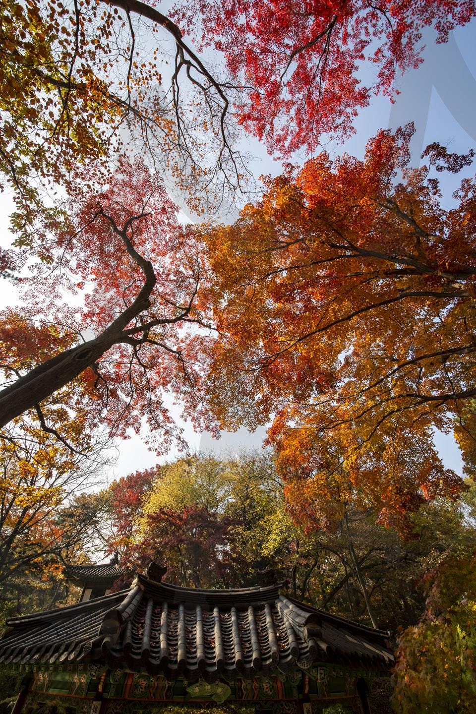 단풍나무 아래의 고요한 한옥 | 한옥, 단풍나무, 가을풍경, 기와지붕, 전통건축, 자연풍경, 단풍, 풍경사진, 한국전통, 가을단풍 | 스탠바이 STANDBUY 디지털 콘텐츠