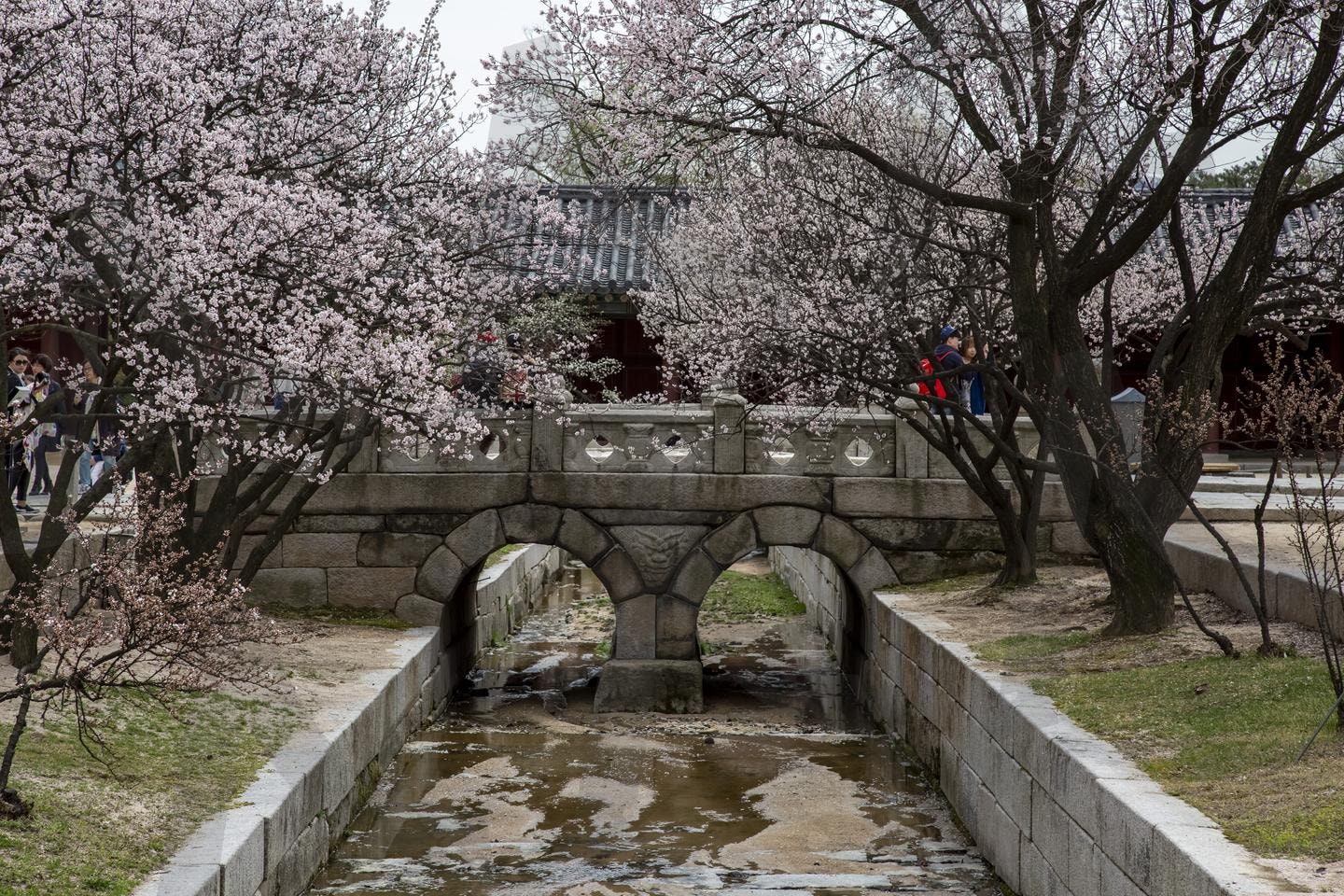 봄의 아치: 벚꽃과 돌다리의 만남 | 벚꽃, 석조다리, 아치교, 전통건축, 봄풍경, 한국정원, 문화유산, 관광명소, 석조건축, 봄꽃놀이 | 스탠바이 STANDBUY 디지털 콘텐츠