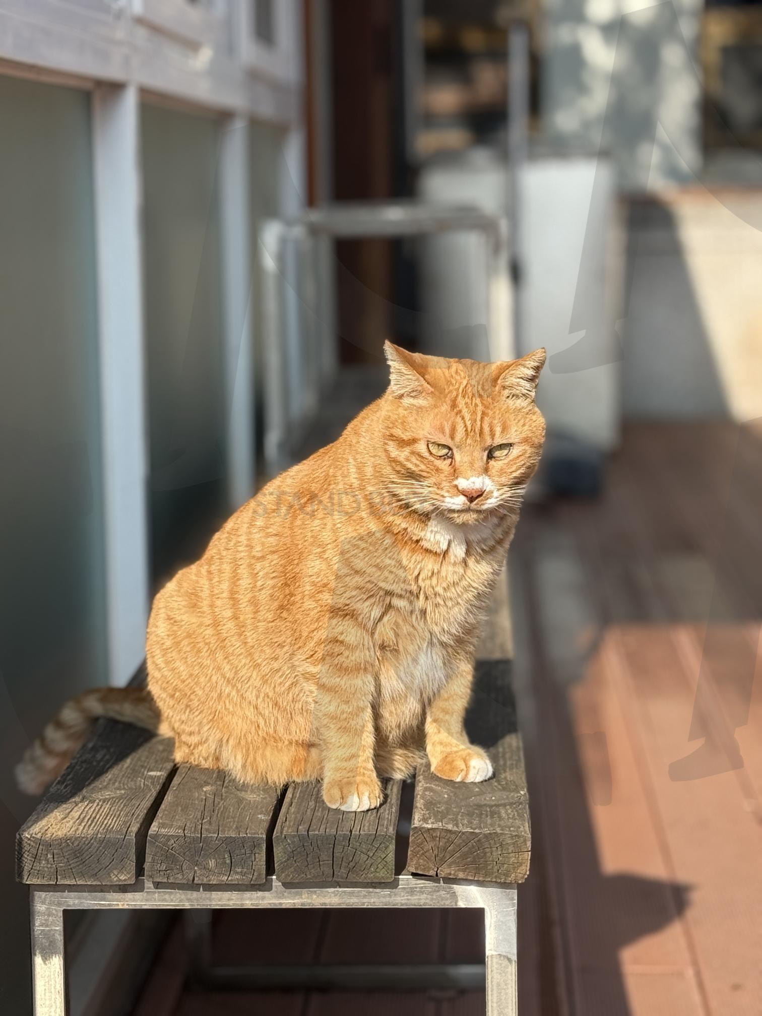 햇살 아래 여유롭게 앉은 고양이 | 고양이, 노란고양이, 감성사진, 햇살고양이, 평온한분위기, 동물사진, 길고양이, 귀여운고양이, 감성풍경, 힐링사진, 동국대학교 | 스탠바이 STANDBUY 디지털 콘텐츠