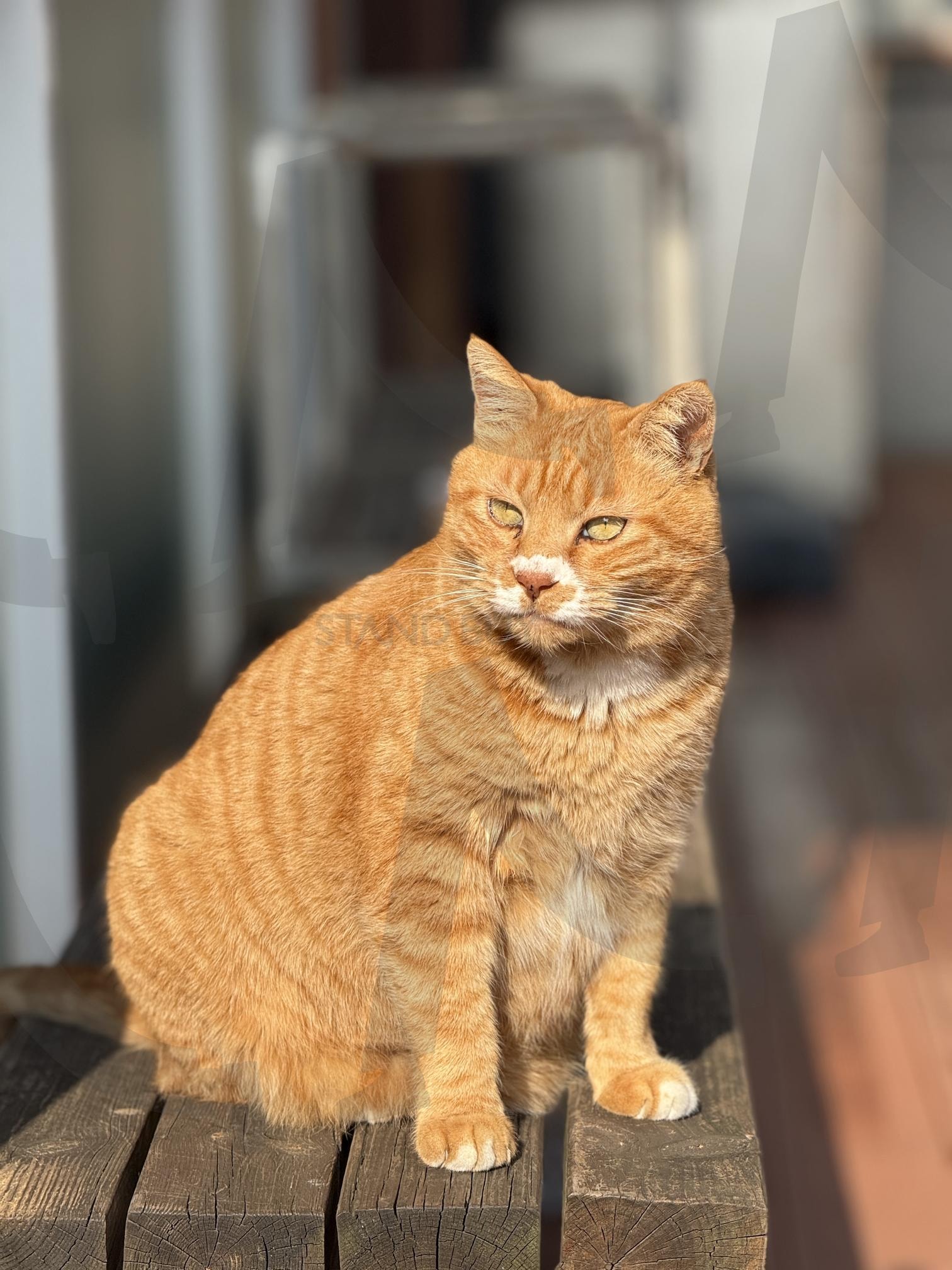 햇살을 즐기는 고양이의 여유로운 순간 | 고양이, 노란고양이, 감성사진, 햇살고양이, 평온한분위기, 동물사진, 길고양이, 귀여운고양이, 감성풍경, 힐링사진, 동국대학교 | 스탠바이 STANDBUY 디지털 콘텐츠