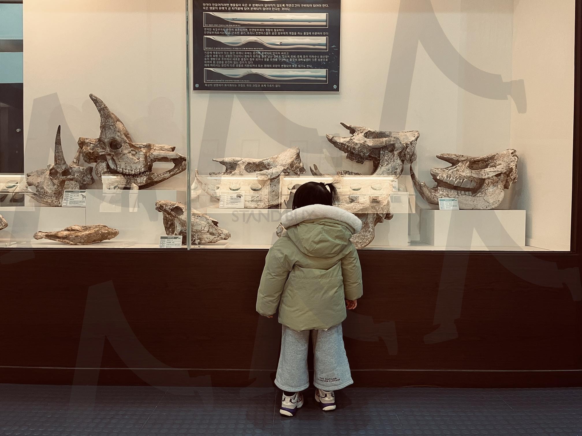 경기도 하남시 덕소 자연사 박물관 | 박물관, 아기, 전시, 자연사, 공룡박물관, 아기사진, 아기전시회, 전시회아기, 하남, 경기도하남 | 스탠바이 STANDBUY 디지털 콘텐츠